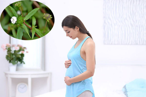 Phụ nữ mang thai ở 3 tháng đầu tuyệt đối không được sử dụng cỏ mực